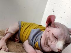 -藏猫猫咖啡主题馆(中央大道店)