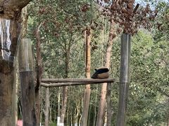 -都江堰中华大熊猫苑