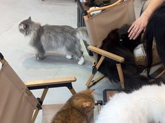 -Heymao猫咖.咖啡厅(东门店)