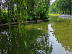 -莲花池公园