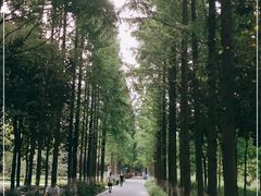 -昆山城市生态森林公园