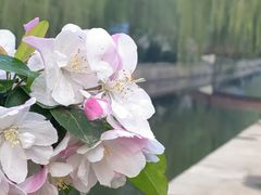 -海棠花溪(元大都城垣遗址公园)