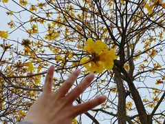 -天适樱花悠乐园