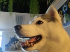 桃心-Husky Go! 哈士奇体验馆·宠物咖啡厅狗咖