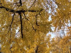 -四川大学(华西校区)