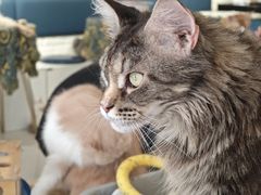 -平行世界·猫咖(首经贸店)
