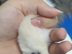 -博特宠物医院24h犬猫全科.骨科·异宠