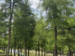 -合肥滨湖国家森林公园