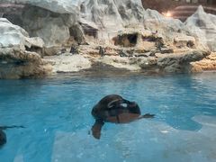 -帝企鹅自助餐厅•儿童岛•真企鹅(长隆企鹅酒店)