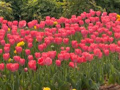 -洛阳郁金香牡丹园
