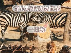 -青岛森林野生动物世界