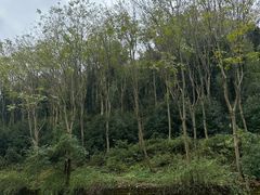 -南京老山国家森林公园