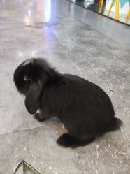 -神奇动物撸宠馆·羊驼·小浣熊·异宠(豫园店)