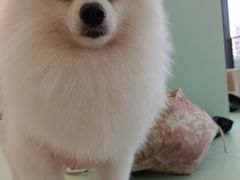 -怪兽屋·羊驼·猫咖·狗咖(俊华广场店)