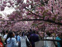 -西安青龙寺遗址景区