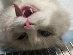 -乐琪宠物医院·犬猫专科·骨外科·急重症