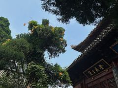 -洛阳白马寺