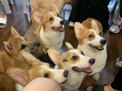 -柯斗斗主题餐厅·狗咖·围炉煮茶·茶饮(国瑞升平里店)