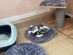 -1013 PET SHOP精品宠物商店(丁香店)
