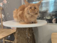 -楼上猫咖(罗湖店)