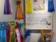 -猫十亿·布偶金渐层·曼基康矮脚猫舍(青年路店)
