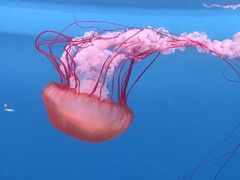 -大连老虎滩海洋公园