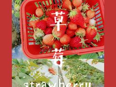 -喜杨洋草莓采摘园