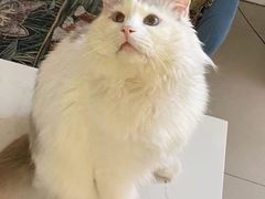 -平行世界·猫咖(首经贸店)