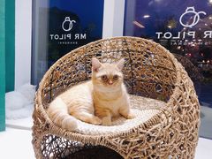 -飞行喵MR PILOT|猫舍·猫咖(静安大融城店)