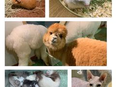 -藦茜花园宠物主题亲子互动体验馆(国顺东路店)