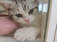 -lincat·猫舍(广州店)