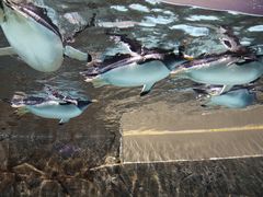 -成都浩海立方海洋公园