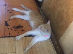 -广迎居老正兴菜馆
