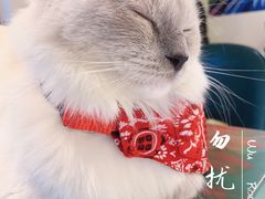 -喵喵咪呀布偶猫咖(春熙路店)