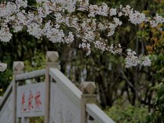 -顾村公园