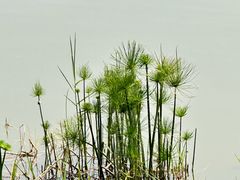 -东莞植物园