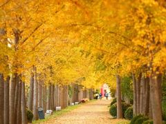 -龙口南山旅游景区