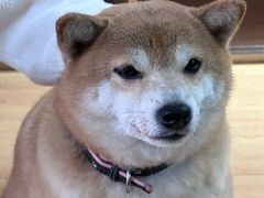 -是阿柴呀！柴犬咖啡·爱喵喵猫咖