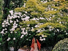 -上海共青森林公园