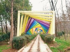 -合肥滨湖国家森林公园