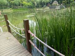 -陈家山荷花公园
