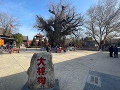 -大槐树寻根祭祖园