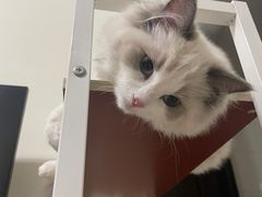 -lincat·猫舍(广州店)