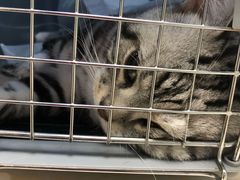 -纳吉亚猫专科动物医院博雅分院