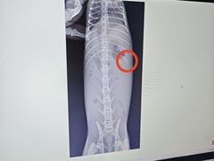 -爱侣宠医·鹦鹉专科·小型哺乳类·异宠专科(灵石路店)