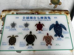 -广东惠东海龟国家级自然保护区