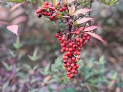 -昆山城市生态森林公园