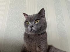 -佳雯宠物医院·皮肤科·内外科(春晓路分院)