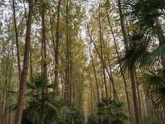 -合肥滨湖国家森林公园