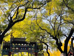 -北京国子监胡同
